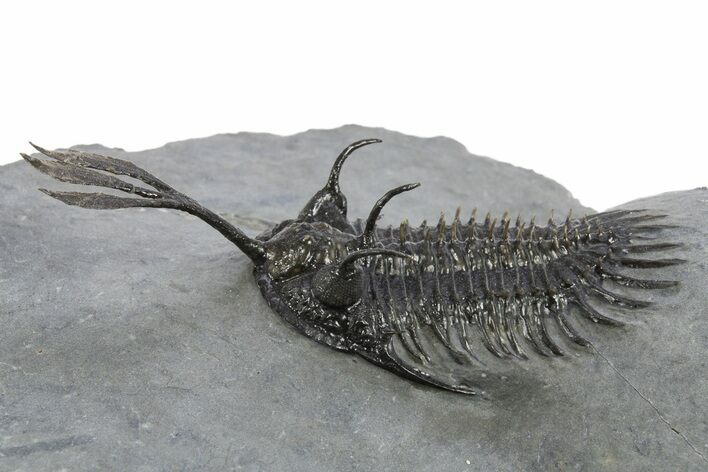 Trident Walliserops Trilobite - Exceptional Preparation #310137